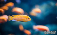 /news/cjwd/8351.html