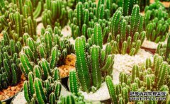 /news/cjwd/8163.html