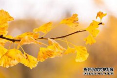 /news/cjwd/8202.html